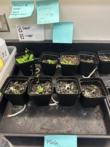 Control Group Plant After