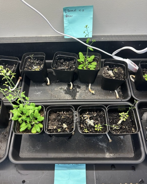 Ethanol Treated Plant After