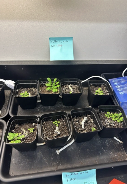 Sulfuric Acid Treated Plant After